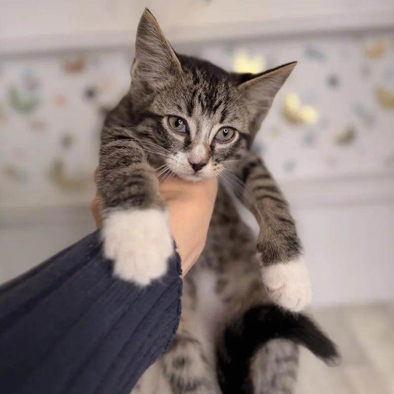 Pork Chop thumbnail 4