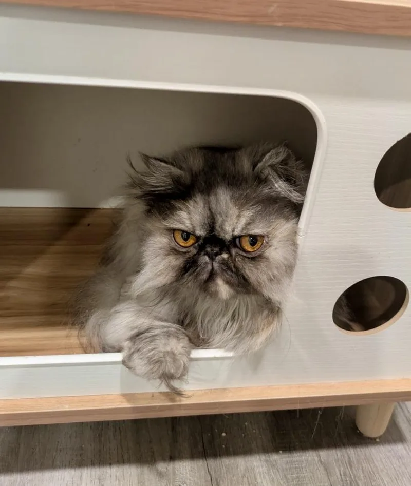An adult small-sized female Smoke Persian cat named Bonnie for adoption in valparaiso, IN