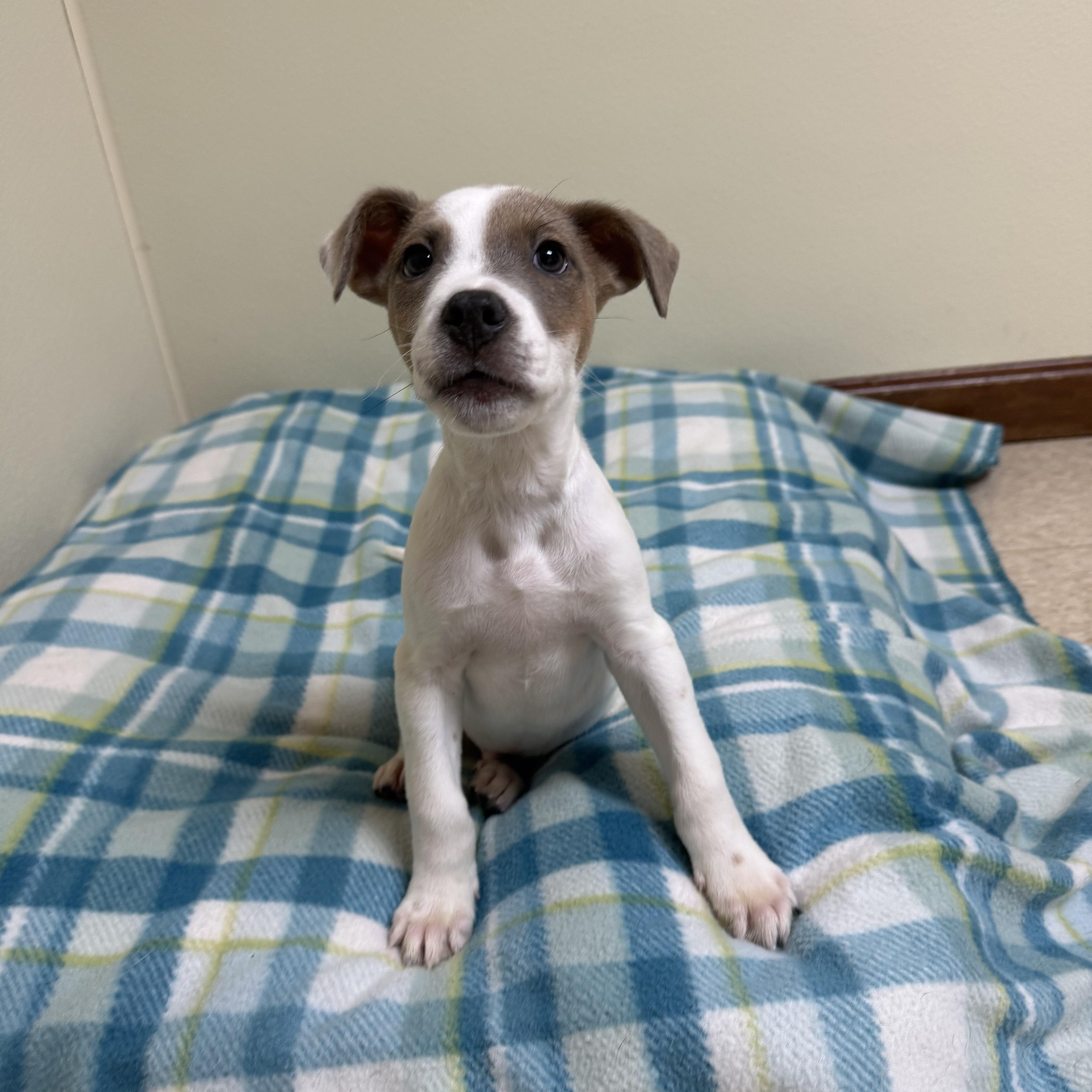 A baby medium-sized male White / Cream Mixed Breed dog named Abel for adoption in Douglas, MA