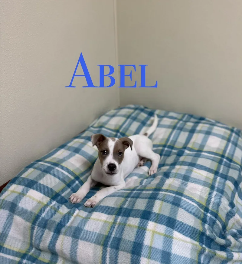 Abel thumbnail 3