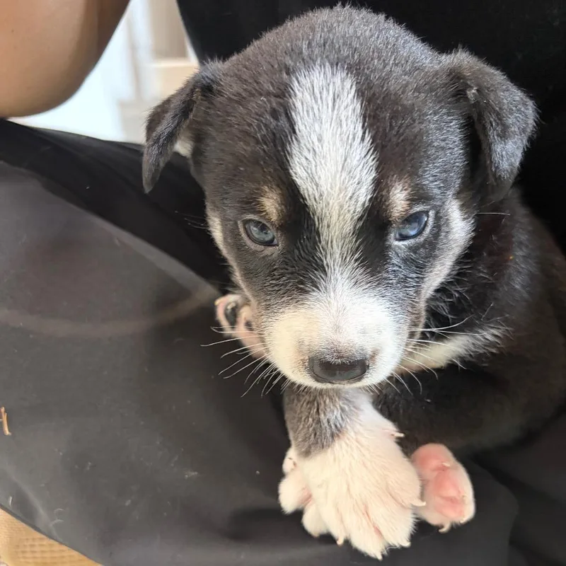 A baby medium-sized male Husky dog named Christopher for adoption in Fredericksburg, TX