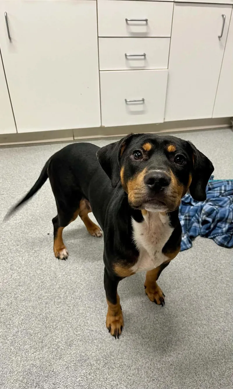 A young medium-sized male Mixed Breed dog named Bug for adoption in Moundsville, WV