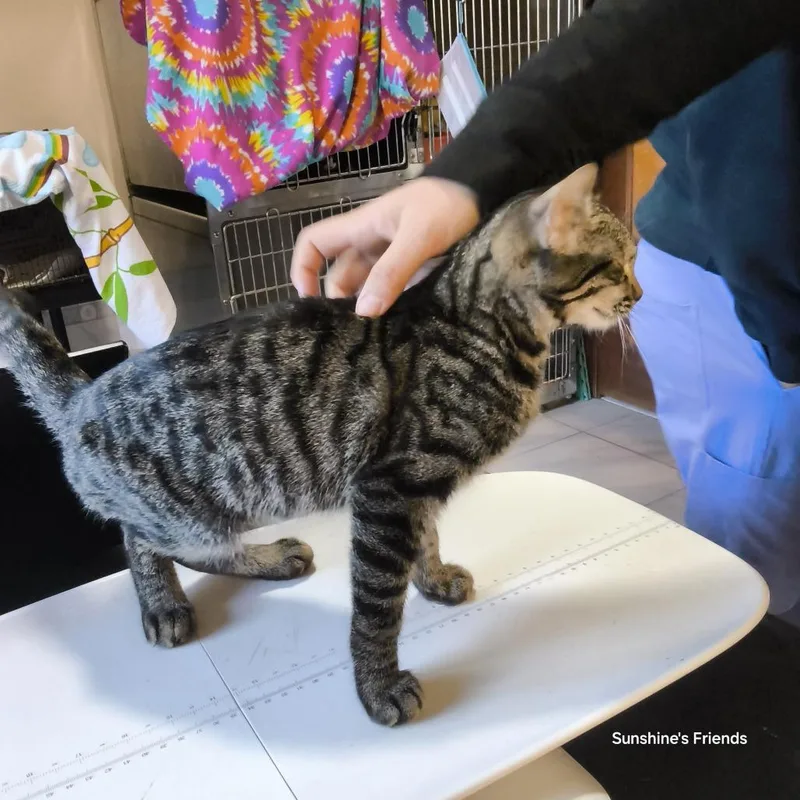 A baby small-sized male Brown / Chocolate Domestic Short Hair cat named Noah for adoption in Jessup, MD