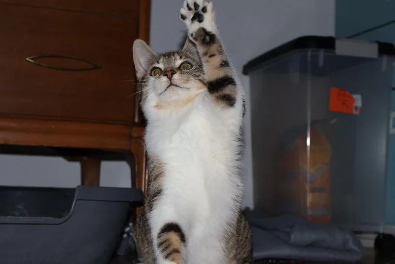 Pretzel  Willow Grove thumbnail 2