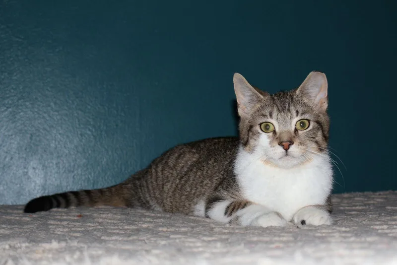 Pretzel  Willow Grove thumbnail 3