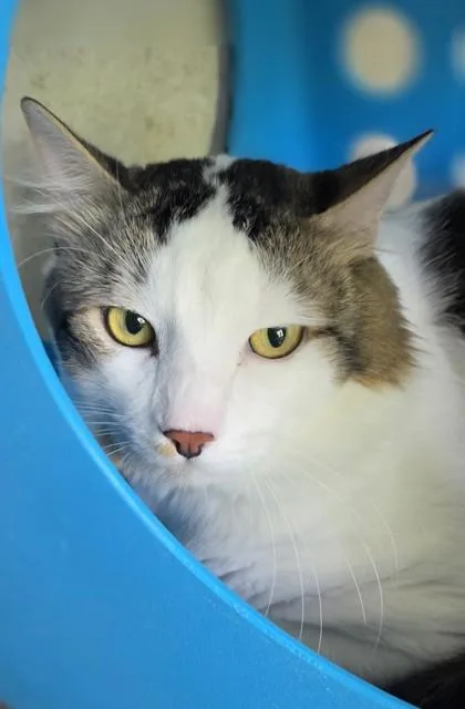An adult medium-sized male Domestic Short Hair cat named Cherie for adoption in Honolulu, HI