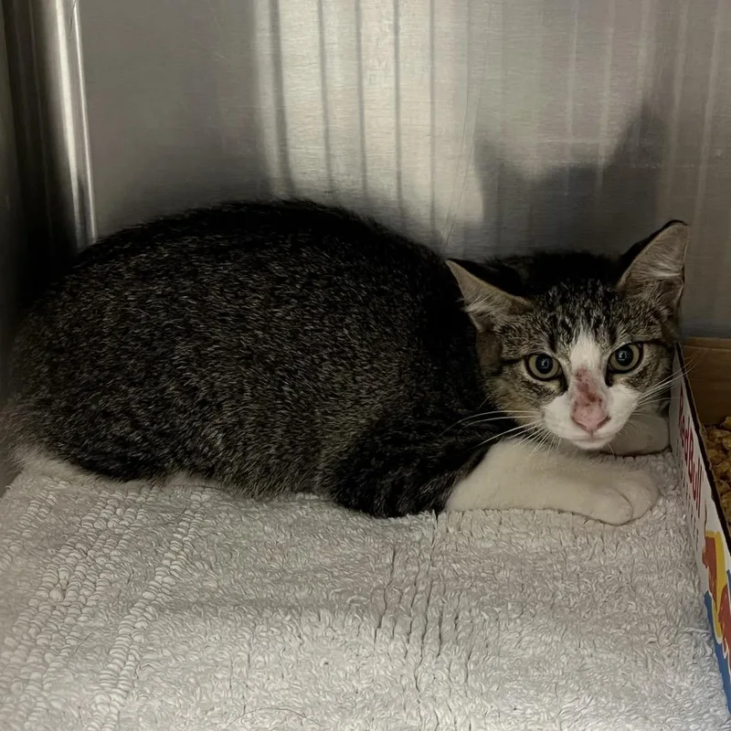 A young small-sized female Gray / Blue / Silver Domestic Short Hair cat named Jackie for adoption in Dickinson, TX