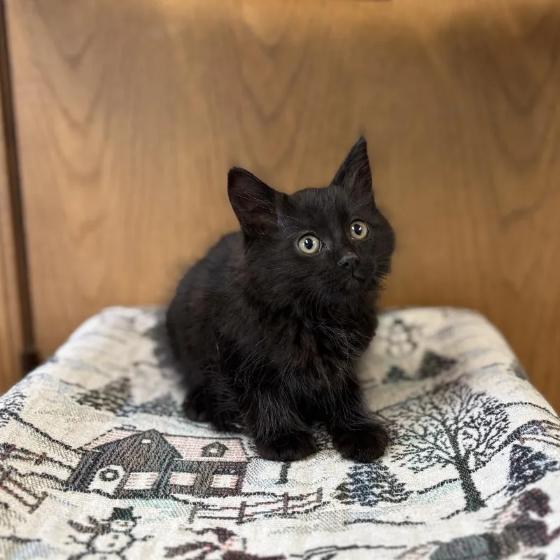 A baby small-sized male Black Domestic Long Hair cat named Adagio for adoption in Fargo, ND