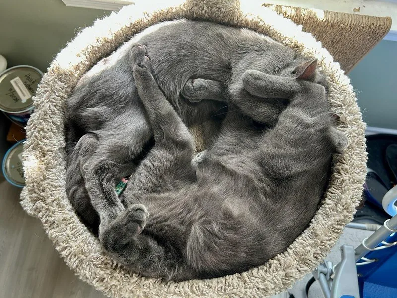 Katherine Johnson  Dorothy thumbnail 3