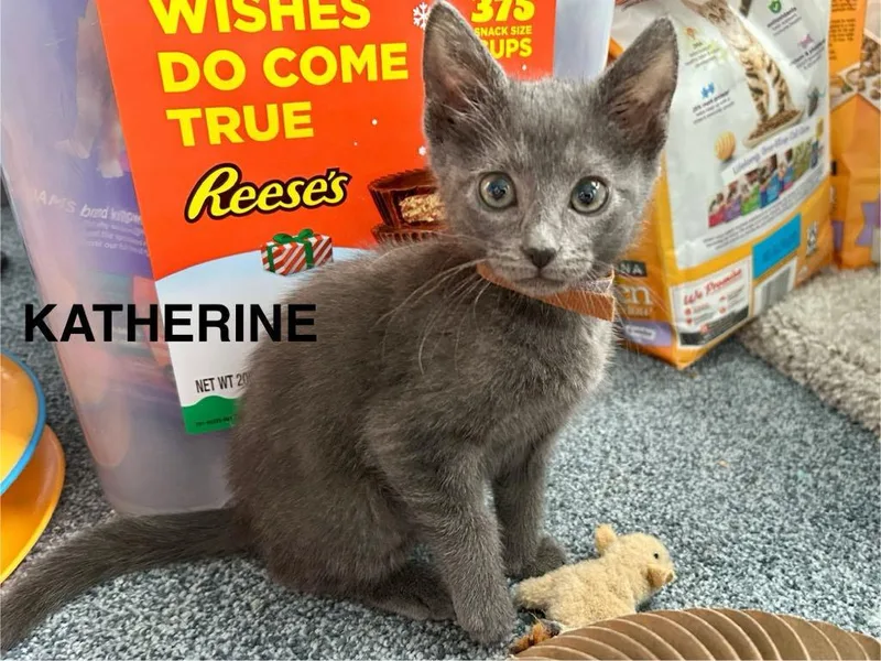 Katherine Johnson  Dorothy thumbnail 4