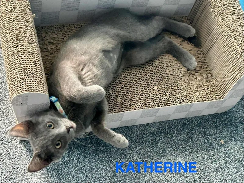 Katherine Johnson  Dorothy thumbnail 6