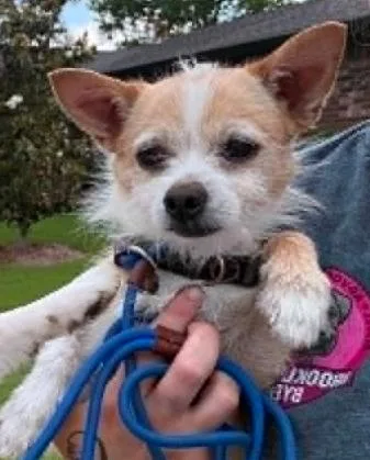 An adult small-sized male Apricot / Beige Terrier dog named Ed for adoption in Broken Arrow, OK