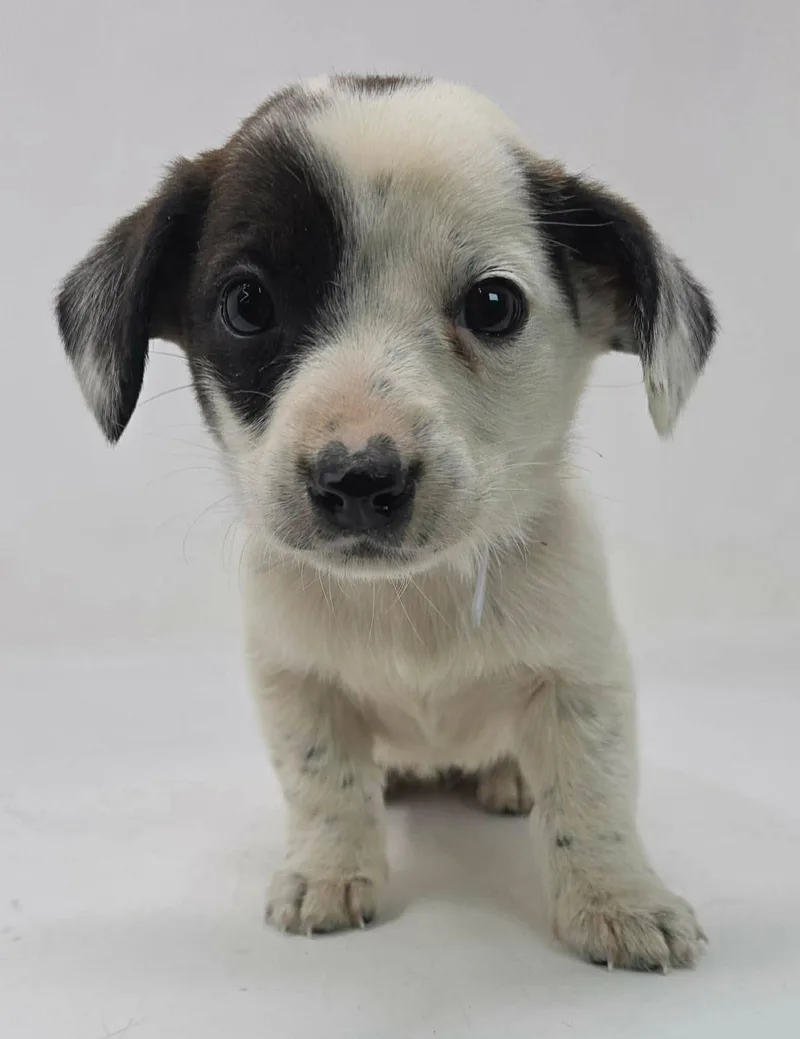 A young medium-sized female Australian Shepherd dog named Cloud Runner for adoption in Pomfret Center, CT
