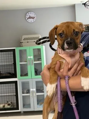A young medium-sized male Mixed Breed dog named Rafiki for adoption in Clarks Summit, PA
