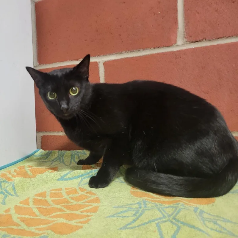 An adult medium-sized female Black Domestic Short Hair cat named Momma Cat for adoption in Cabot, AR