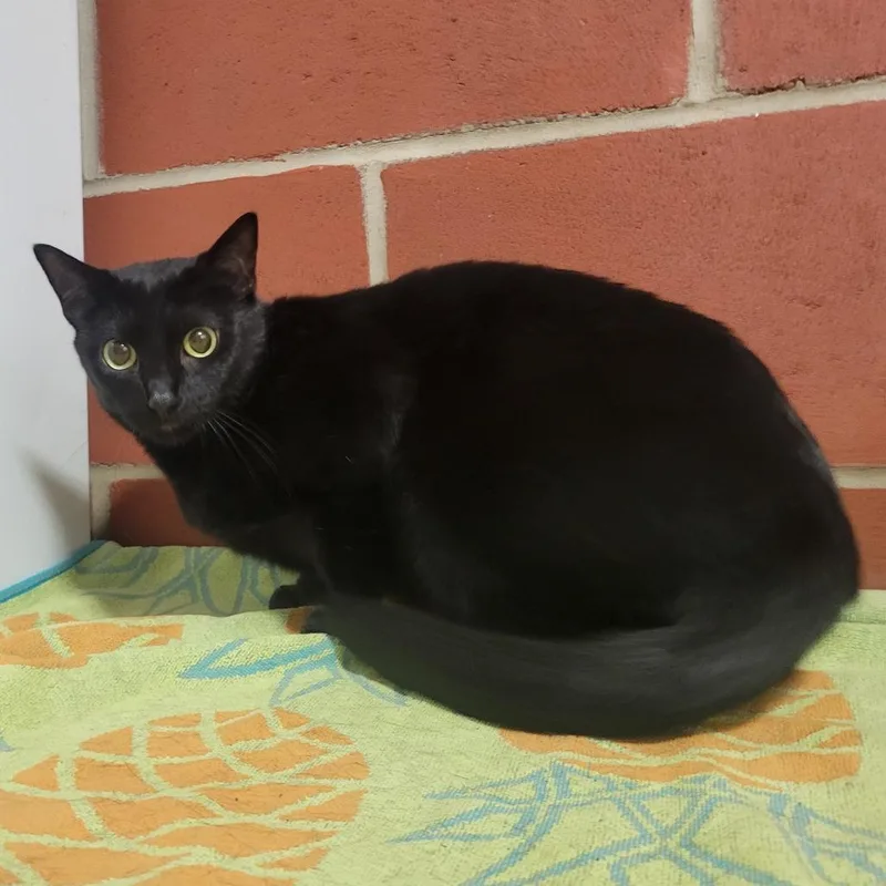 Momma Cat thumbnail 2