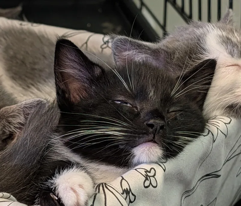 A baby small-sized female Black & White / Tuxedo Domestic Short Hair cat named Piper for adoption in Brockport, NY