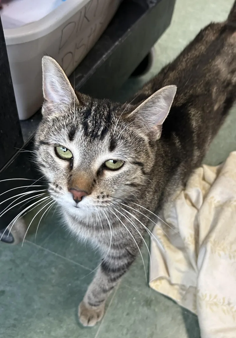 An adult medium-sized male Tabby (Brown / Chocolate) Domestic Short Hair cat named Gaia for adoption in Mokena, IL