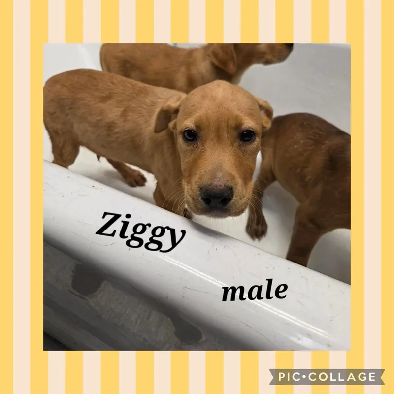 A baby large-sized male Yellow / Tan / Blond / Fawn Labrador Retriever dog named Ziggy for adoption in Ringwood, NJ