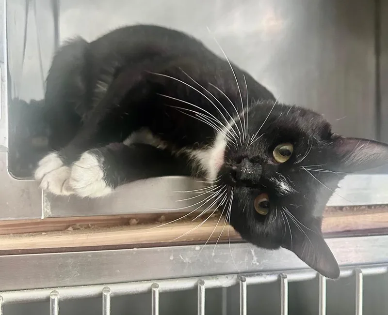 A young medium-sized male Domestic Short Hair cat named Walter for adoption in Cumming, GA