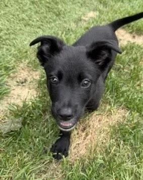 A baby medium-sized male Shepherd dog named Ziggy for adoption in Palatine, IL