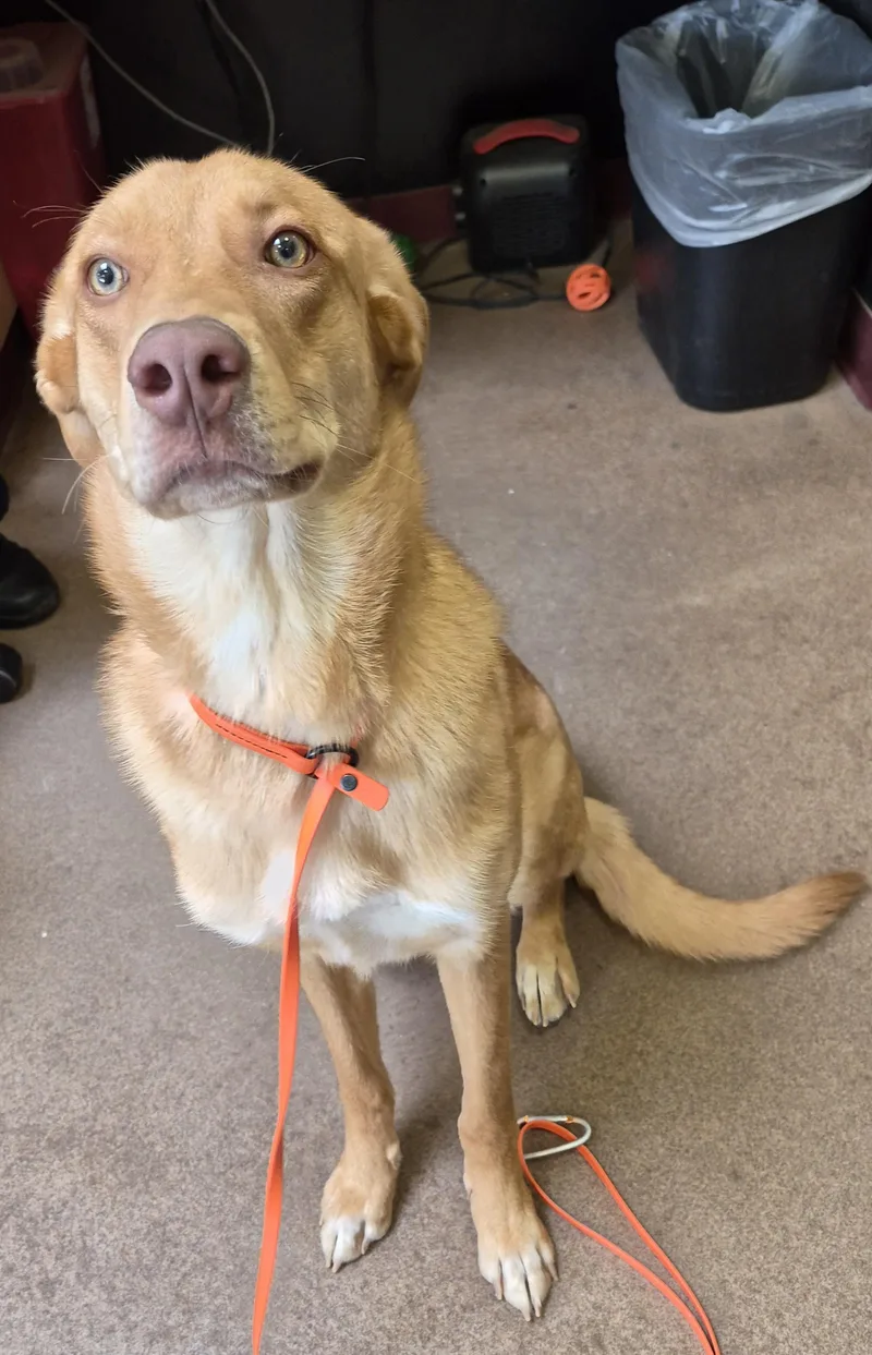 An adult large-sized female Apricot / Beige Labrador Retriever dog named Minnie for adoption in Sierra Vista, AZ