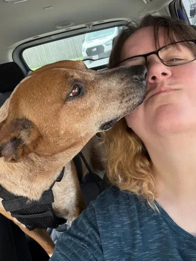 An adult medium-sized female Red / Chestnut / Orange Australian Cattle Dog / Blue Heeler dog named Red for adoption in Liverpool, TX