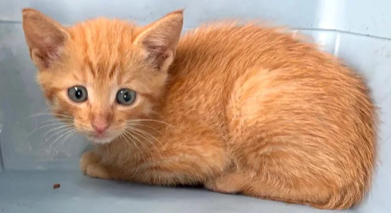 A baby medium-sized male Orange / Red Domestic Short Hair cat named Sheeran for adoption in Great Neck, NY