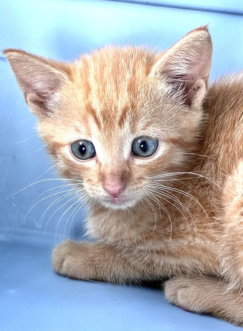 Sheeran thumbnail 5