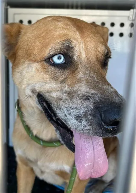 A young large-sized male German Shepherd Dog dog named Tiger for adoption in Sacramento, CA