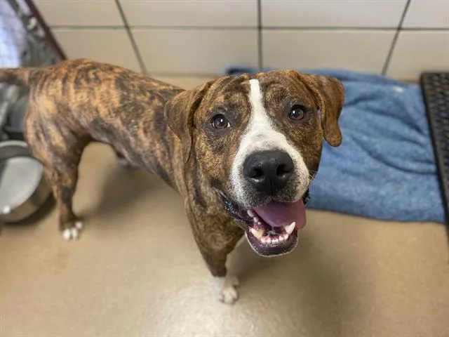 A young medium-sized male Pit Bull Terrier dog named Rosco Jenkins for adoption in Fort Wayne, IN