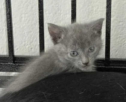 A baby medium-sized male Domestic Short Hair cat named Porter Winslow for adoption in West Memphis, AR