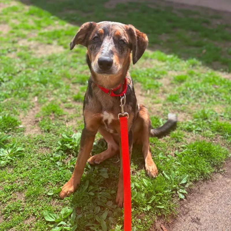 A young medium-sized female Mixed Breed dog named Olive for adoption in Fenton, MI