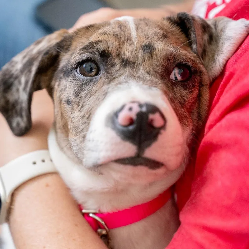 A baby small-sized female White / Cream Great Dane dog named Martha for adoption in Chapel Hill, NC