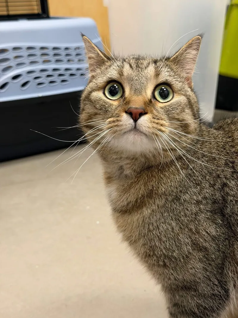 A young medium-sized male Tabby (Buff / Tan / Fawn) Domestic Short Hair cat named Freddie for adoption in Staten Island, NY