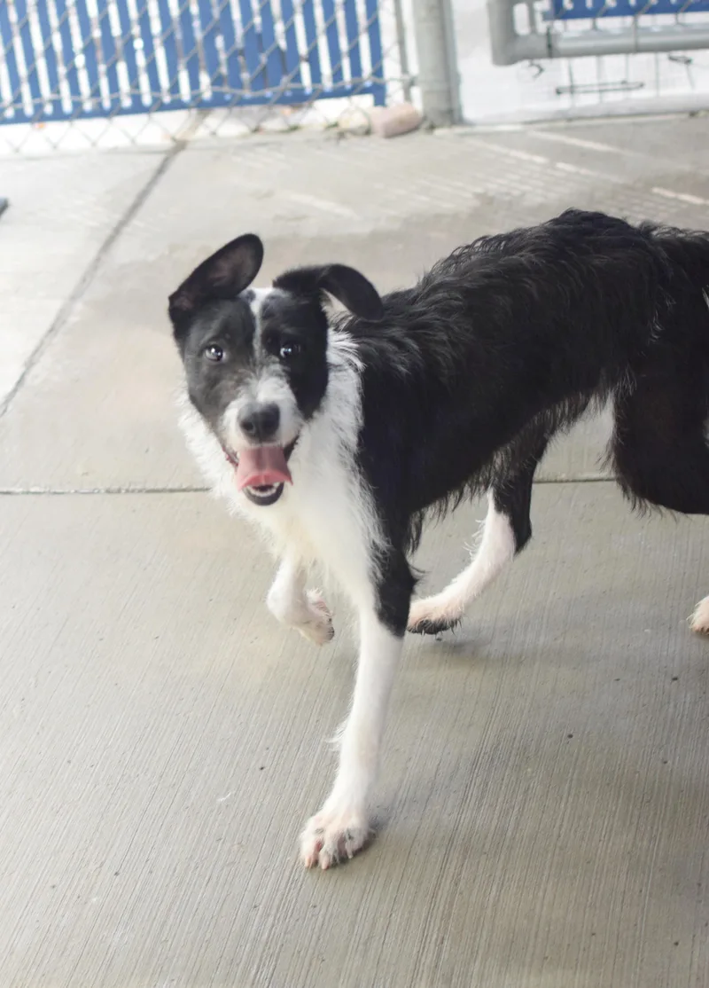 A young medium-sized female Black Wirehaired Terrier dog named Oreo for adoption in Pontiac, MI