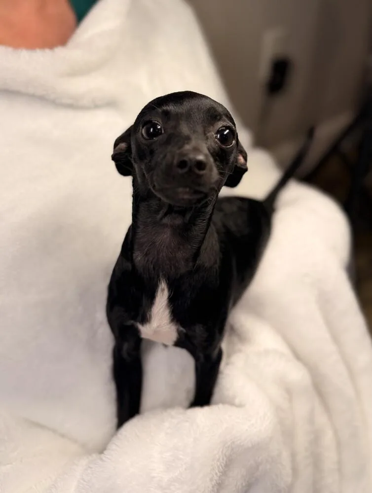 Pecan thumbnail 3