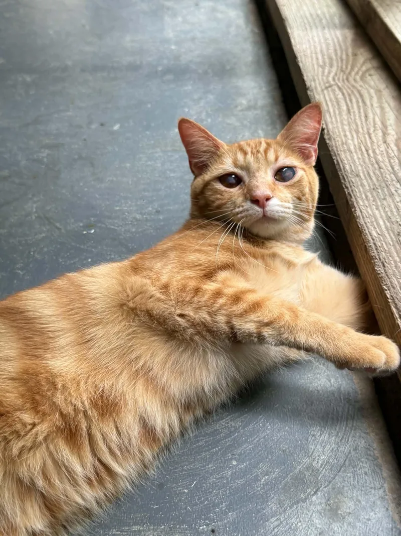 A young small-sized male Orange / Red Domestic Short Hair cat named Tang for adoption in Talbott, TN