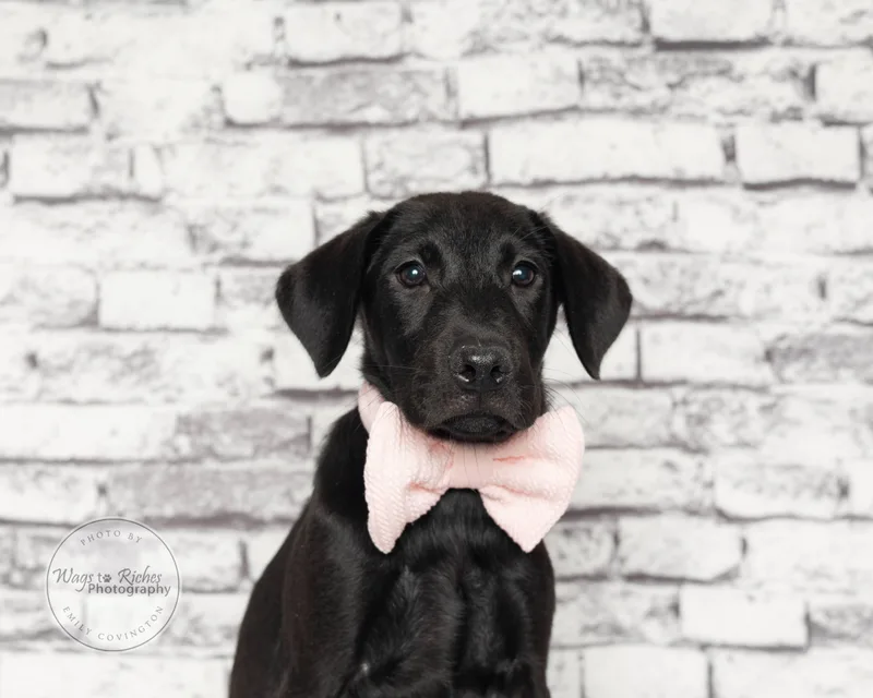 A baby medium-sized female Black Labrador Retriever dog named Wendy  Only  for adoption in Tuscaloosa, AL