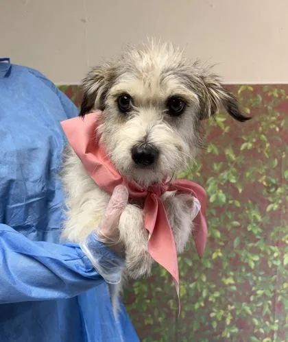 An adult small-sized female Terrier dog named Consuela for adoption in San Antonio, TX