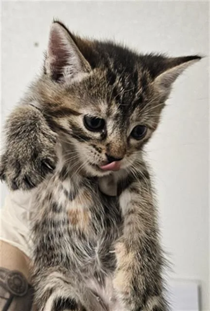 A baby small-sized female Domestic Short Hair cat named Daiseyrainbowflower for adoption in Bakersfield, CA