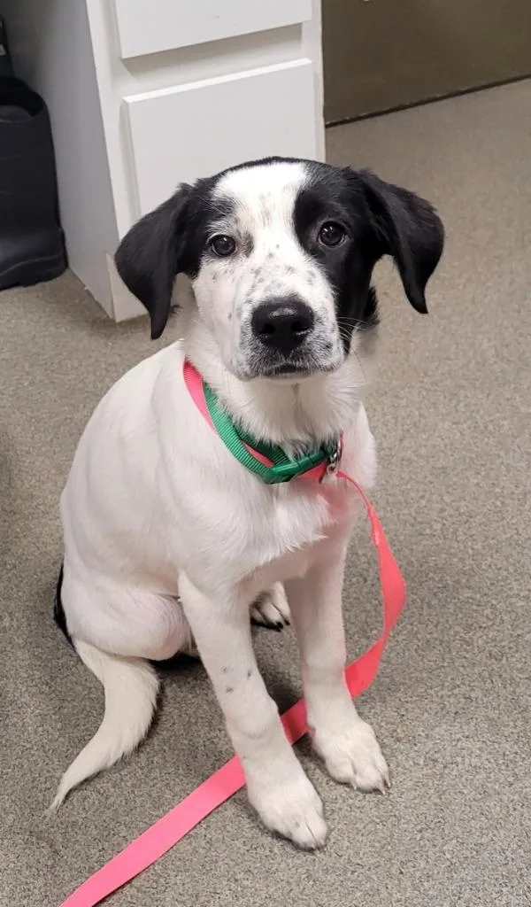 A baby medium-sized female Border Collie dog named Eliana for adoption in Hopkinsville, KY