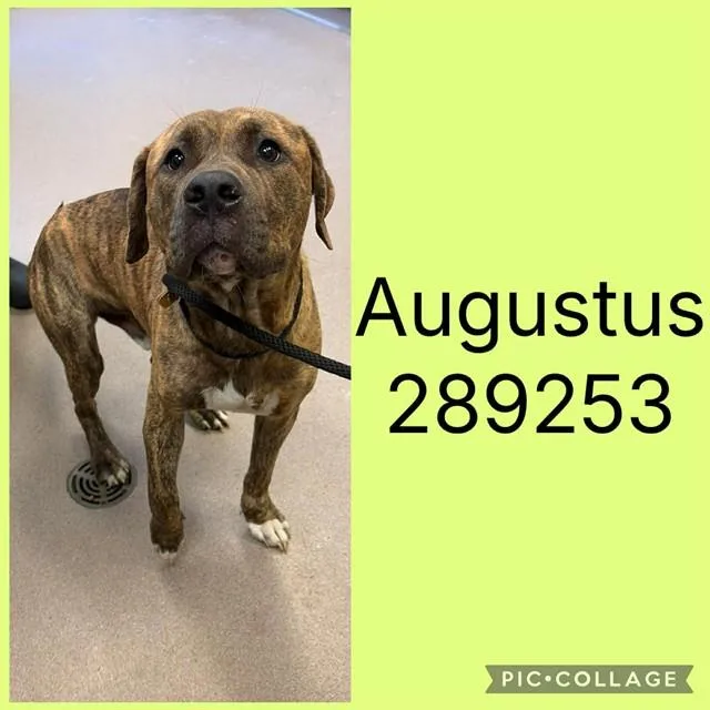 A young large-sized male Mixed Breed dog named Augustus for adoption in Macon, GA