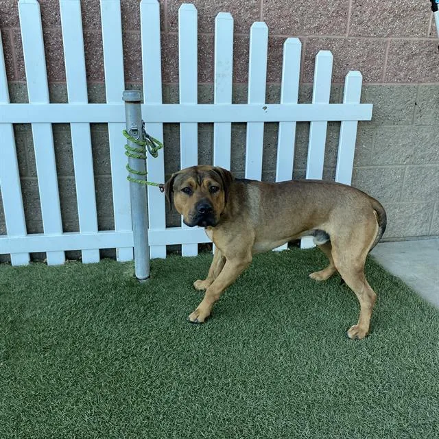 An adult medium-sized male Pit Bull Terrier dog named Copper for adoption in Modesto, CA
