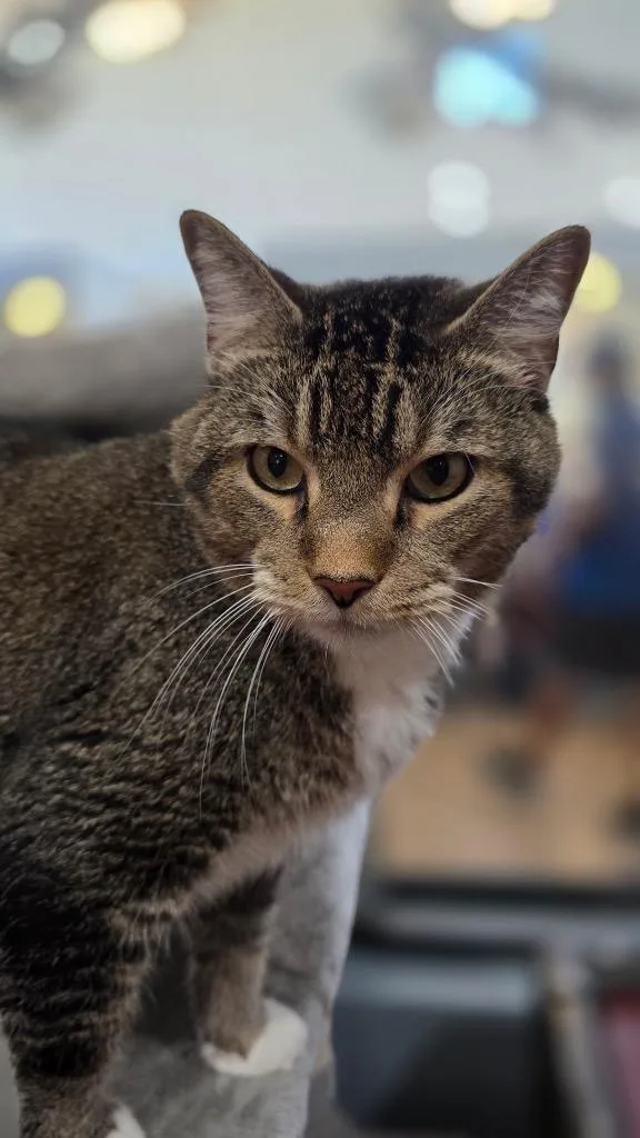 A senior small-sized male Domestic Short Hair cat named Ollie for adoption in Cottonwood, AZ