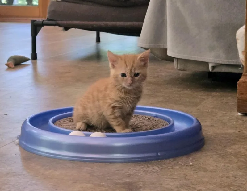 A baby medium-sized female Orange / Red Domestic Short Hair cat named Turmeric for adoption in Marion, NC