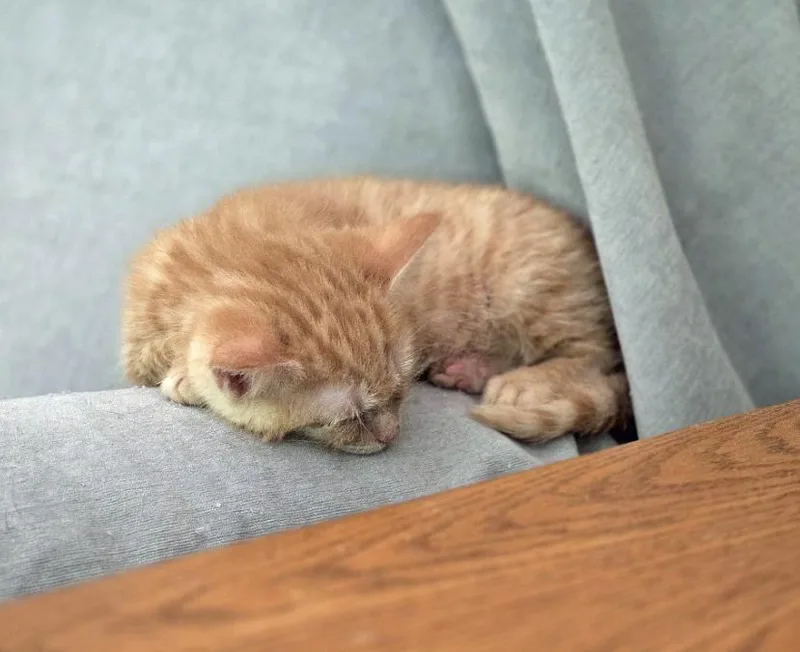 Turmeric thumbnail 3