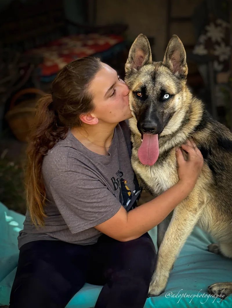 A young medium-sized male Shepherd dog named Colton Urgent for adoption in Rancho Palos Verdes, CA