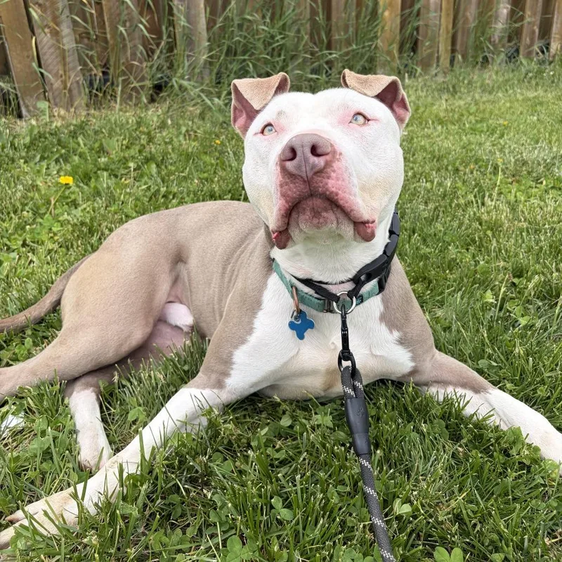 An adult large-sized male Terrier dog named Atlas for adoption in West Des Moines, IA