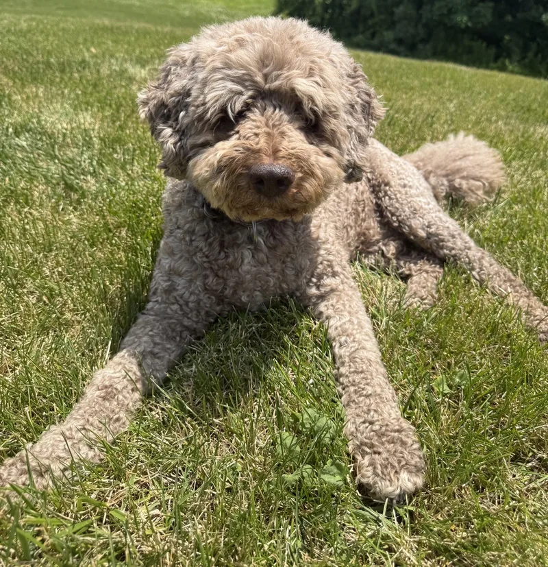 An adult medium-sized male Lagotto Romagnolo dog named Ollie for adoption in Richboro, PA